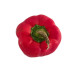 Red Bell Pepper